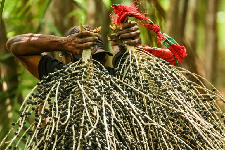 acai-na-cop30:-apos-polemica,-oei-libera-produto-de-fornecedores-registrados;-municipio-reforca-controle-sanitario