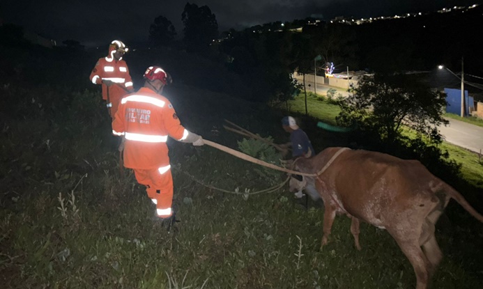 bombeiros-de-barbacena-resgatam-vaca-presa-em-local-de-dificil-acesso