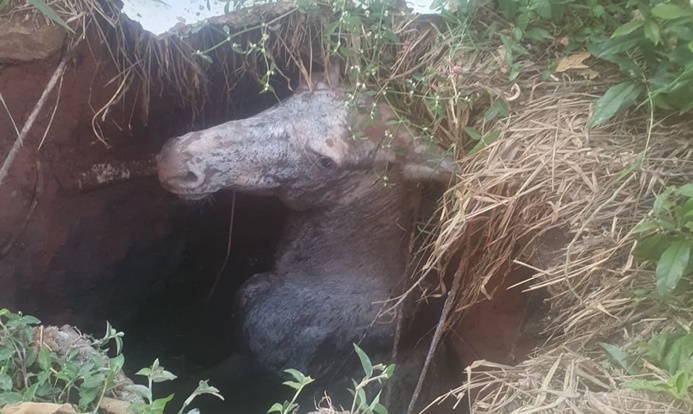 bombeiros-de-barbacena-resgatam-burro-que-caiu-em-fossa-no-bairro-valentin-prenassi