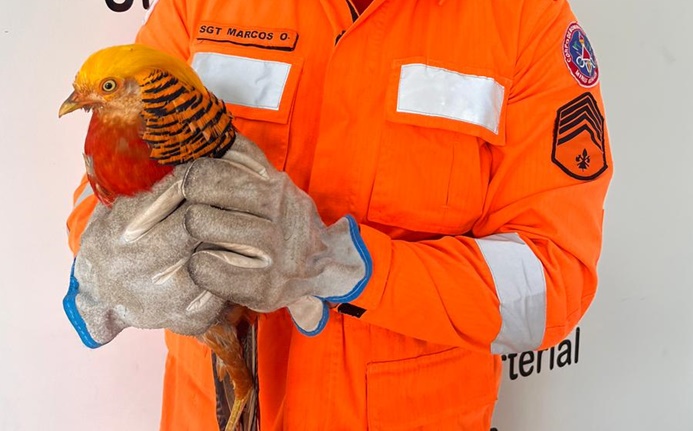 corpo-de-bombeiros-captura-faisao-dourado-em-situacao-de-risco-em-barbacena