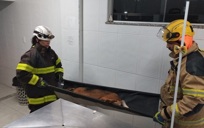 bombeiros-resgatam-cadela-ferida-no-distrito-de-correia-de-almeida