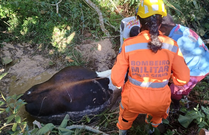 brigada-municipal-realiza-resgate-de-animal-em-area-de-brejo-em-carandai