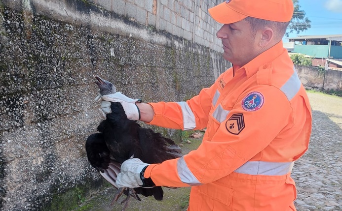 brigada-municipal-de-carandai-realiza-resgate-de-urubu-ferido-no-bairro-vale-verde