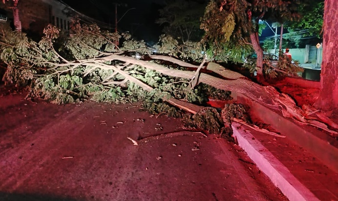 bombeiros-realizam-corte-de-arvore-que-caiu-na-avenida-leite-de-castro-em-sao-joao-del-rei