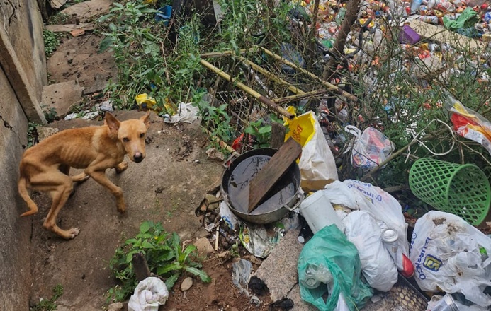 policia-civil-prende-suspeito-de-maus-tratos-a-animais-em-carandai
