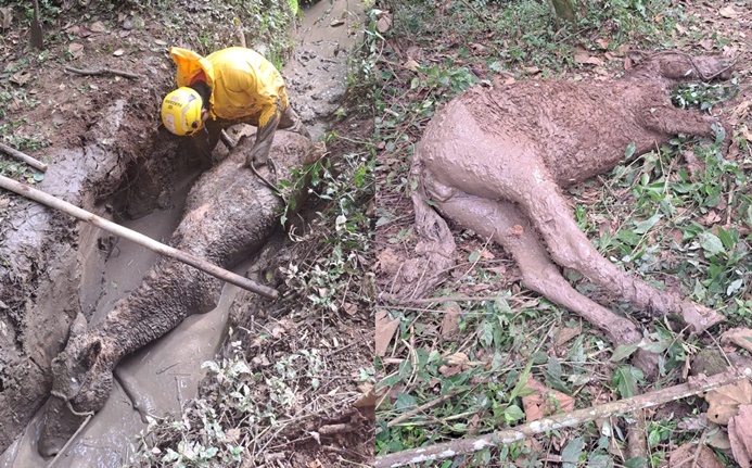 bombeiros-resgatam-egua-atolada-em-vala-no-municipio-de-carandai