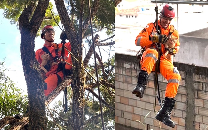 resgate-de-gato-em-arvore-mobiliza-bombeiros-em-operacao-especializada
